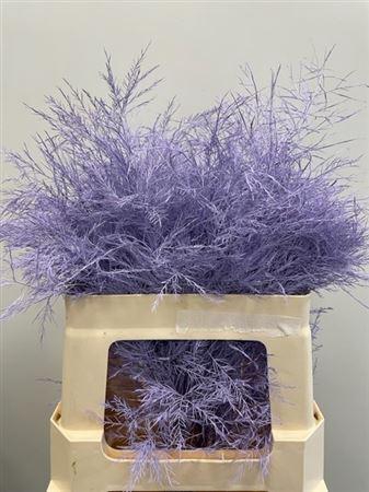 <h4>Treefern Light Milka</h4>