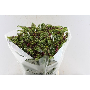 Fr Du Expression Cerise Red