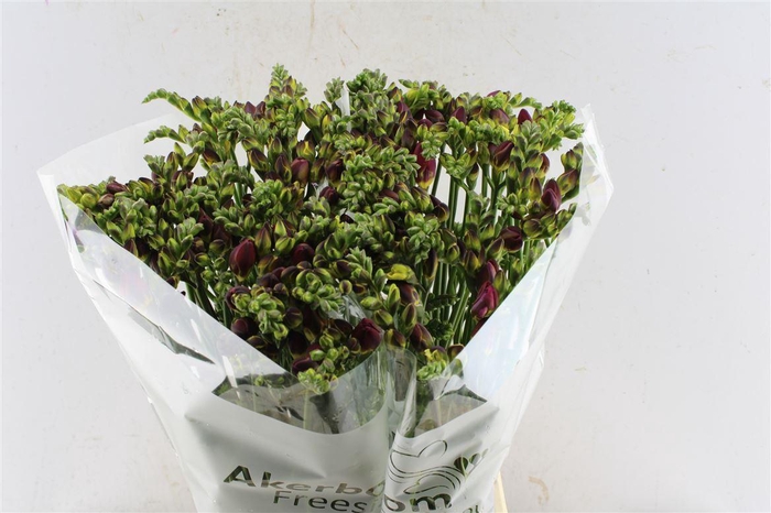 <h4>Fr Du Expression Cerise Red</h4>