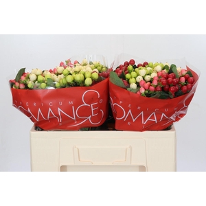 Hypericum Rainbow Romance