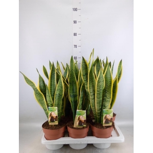 Sansevieria trifa. 'Laurentii'