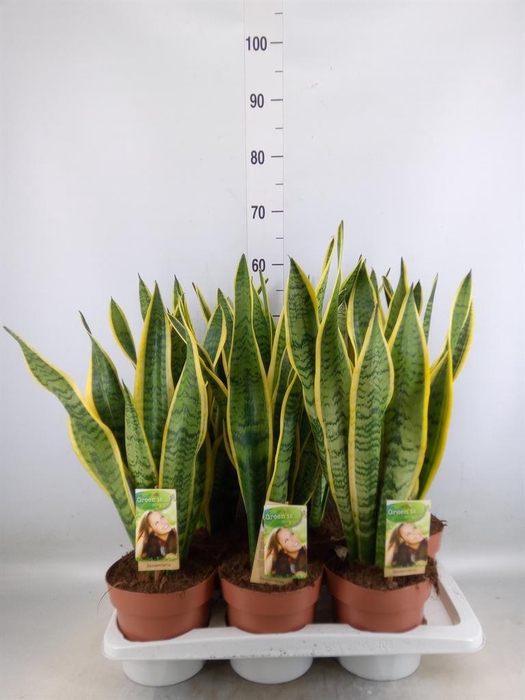 <h4>Sansevieria trifa. 'Laurentii'</h4>