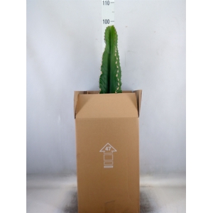 Euphorbia abyssinica