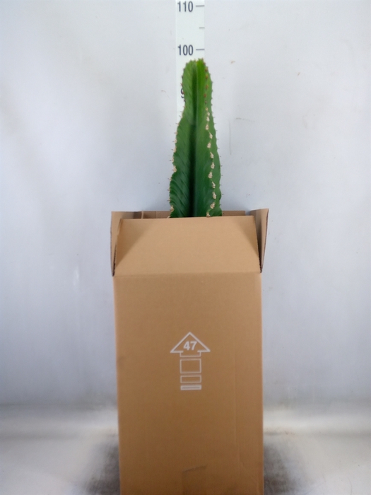 <h4>Euphorbia abyssinica</h4>