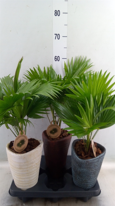 <h4>Livistona rotundifolia</h4>