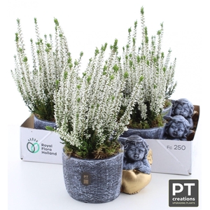 ARR TUINPLANTEN