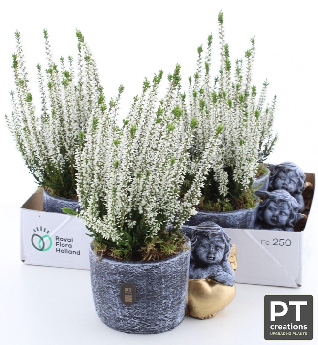 <h4>ARR TUINPLANTEN</h4>