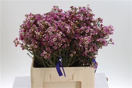 <h4>Chamelauc Adi Pink</h4>