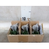 Arr.  Succulents L%