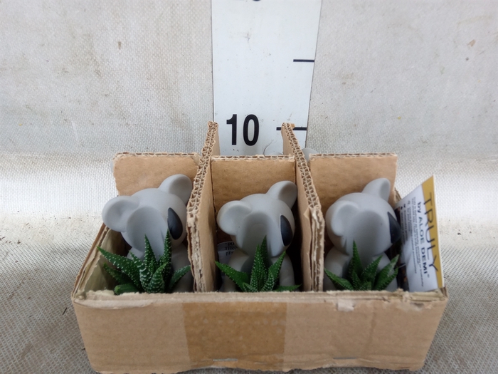 Arr.  Succulents L%