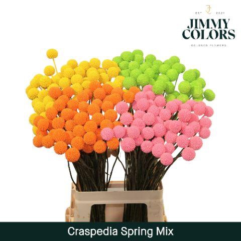 <h4>Craspedia L70 Spring Mix</h4>