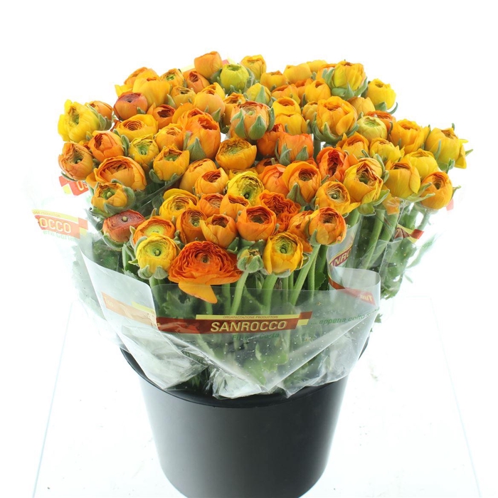 <h4>Ran El Sr Orange Super</h4>