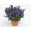 ASTER NB HENR I BLUE