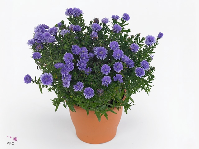 ASTER NB HENR I BLUE