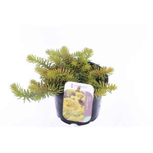 Sedum reflexum Angelina