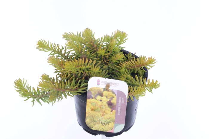 <h4>Sedum reflexum Angelina</h4>