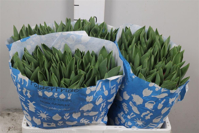 <h4>Tu En Peu De Feu</h4>