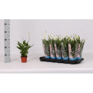 Spathiphyllum Alana 9Ø 30cm 4fl