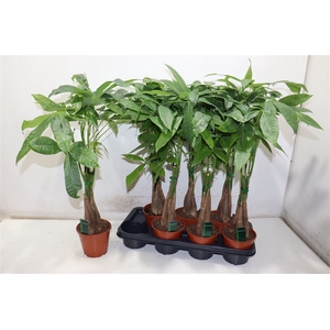 arr8 Pachira Aquatica