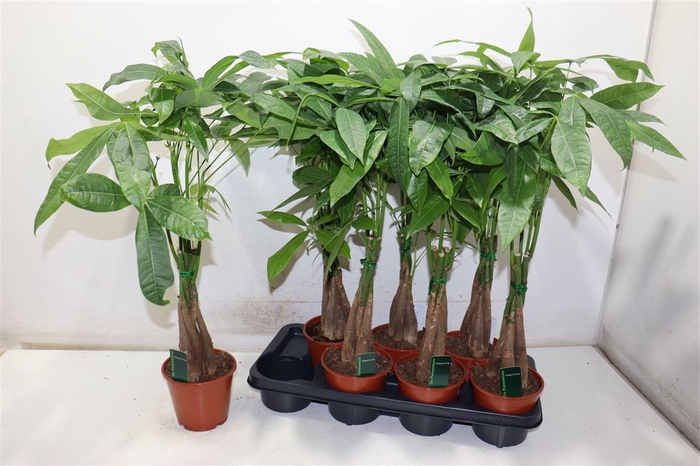 <h4>arr8 Pachira Aquatica</h4>