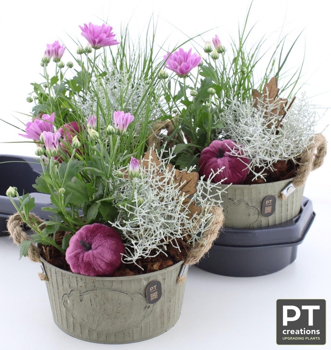 <h4>ARR TUINPLANTEN</h4>