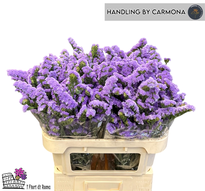 <h4>LIM S TESSA MALVA</h4>