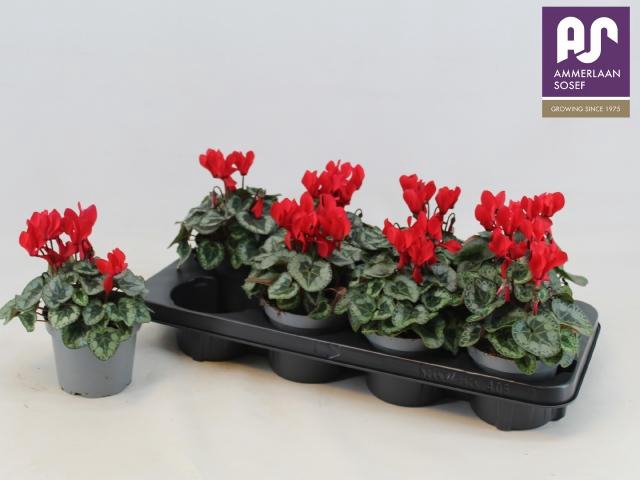 <h4>CYCL KL METIS DECORA</h4>