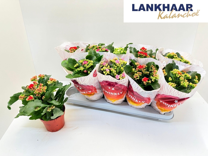 KAL GE PERF GEM 5 KL