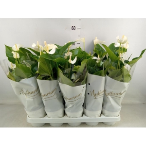 Anthurium andr. 'White Champion'