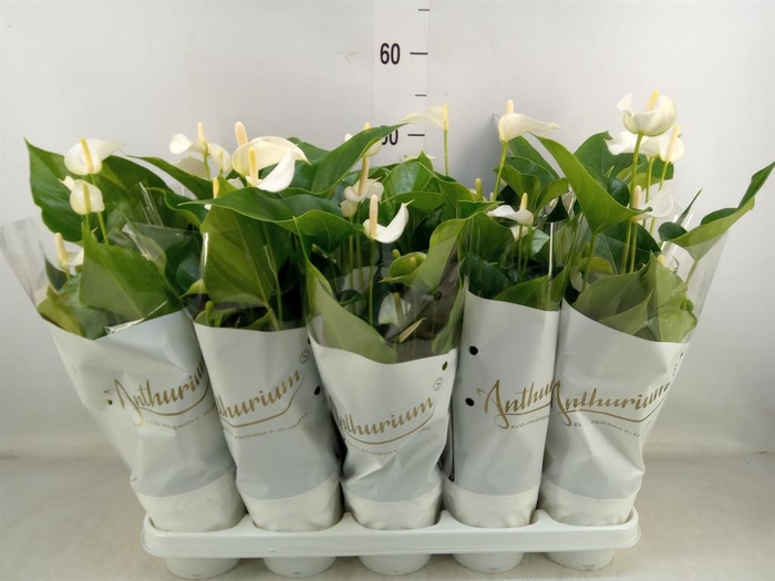 <h4>Anthurium andr. 'White Champion'</h4>