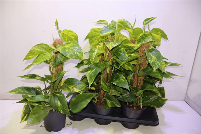 <h4>arr8 Epipr Mosstok</h4>