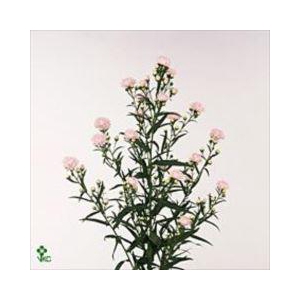 ASTER ASTEE PINK PEARL ASTER ASTEE