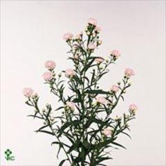 <h4>ASTER ASTEE PINK PEARL ASTER ASTEE</h4>