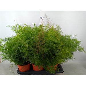 Asparagus dens. 'Cwebe'