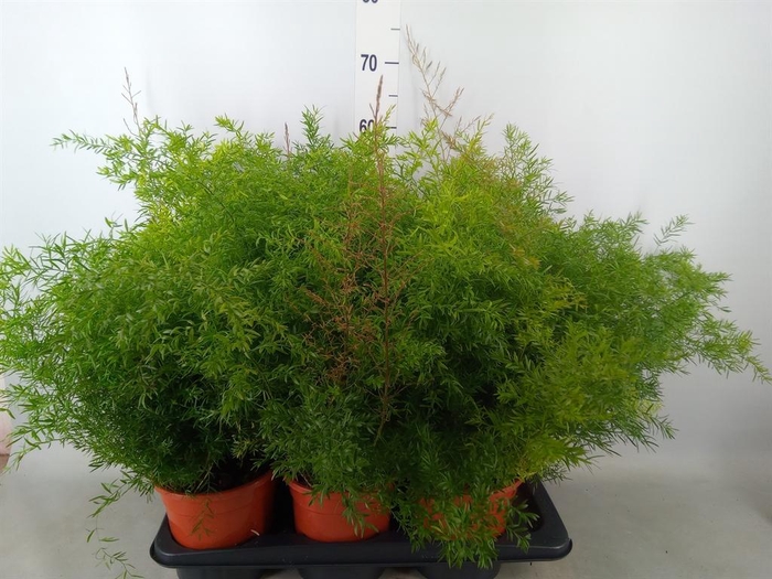 <h4>Asparagus dens. 'Cwebe'</h4>