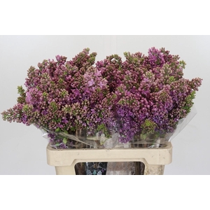 Syringa Vulg Ruhm Von Horstenstein