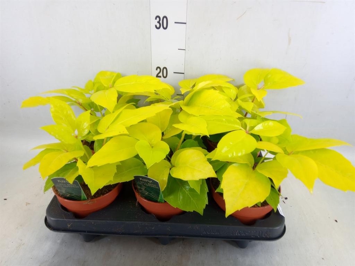 <h4>Schefflera actin.</h4>