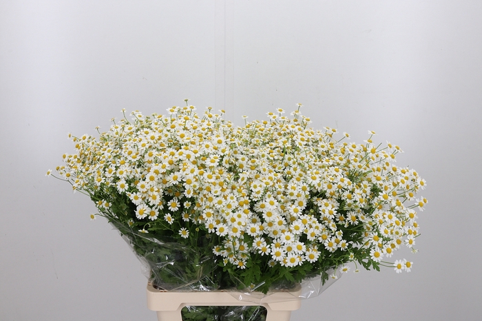 <h4>Tanacetum Pa Single Vegmo</h4>