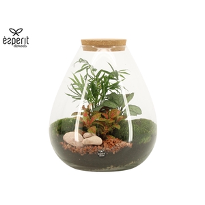 90806: Terrarium arrangement