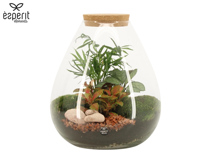 <h4>90806: Terrarium arrangement</h4>