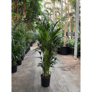 Howea forsteriana 15 per pot