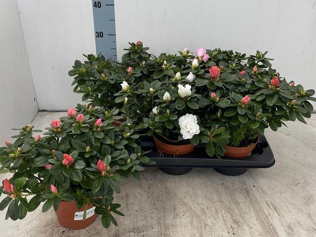 <h4>RHODO SI VOGEL GEM</h4>