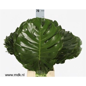 Monstera Blad Ø35cm