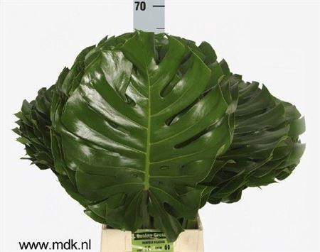 <h4>Monstera Blad Ø35cm</h4>