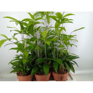 Dracaena surculosa