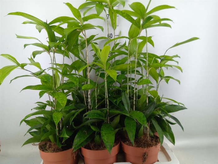 <h4>Dracaena surculosa</h4>