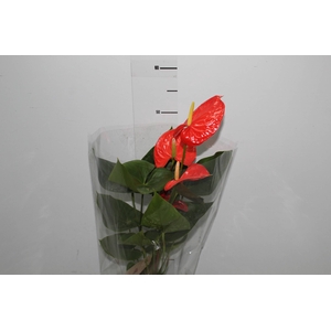 ANTHURIUM NEBRASKA P17 LARANJA