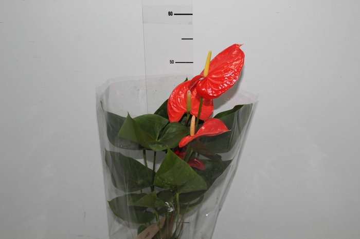 ANTHURIUM NEBRASKA P17 LARANJA