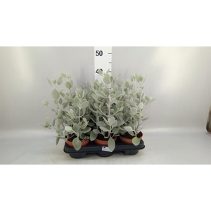 Kalanchoe NF   ...