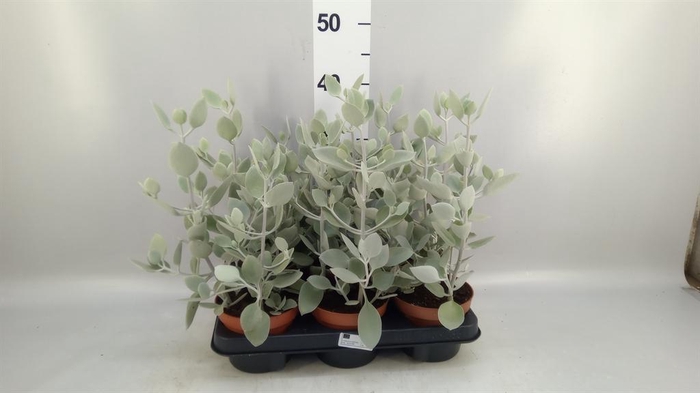 <h4>Kalanchoe NF   ...</h4>